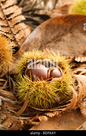 Boschi di castagno e di foglie sul suolo della foresta Foto Stock