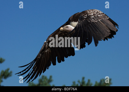 Ruppel il Grifone in volo contro un cielo blu Foto Stock