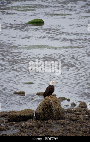 Un aquila calva attende a bassa marea su Bellingham Bay si trova sul Lummi Prenotazione indiana per la possibilità di un pasto a base di pesce. Foto Stock