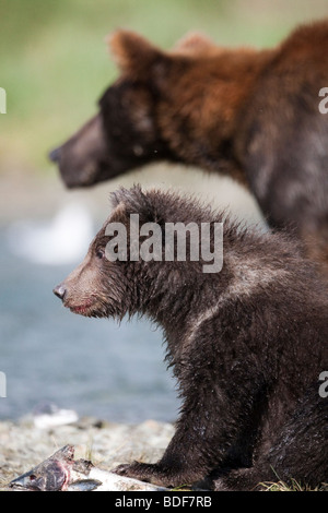 Orso grizzly & cub ponendo accanto ai resti di un rosa salmone vastissimo parco nazionale di Katmai Alaska Foto Stock