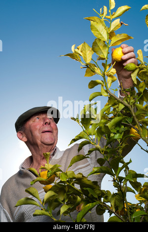 Senior man picking limone di alberi da frutto Foto Stock