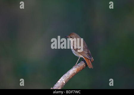Tordo eremita (Catharus guttatus faxoni), una molla migrante in Central Park di New York. Foto Stock
