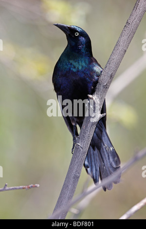 Grackle comune (Quiscalus quiscula stonei), viola le sottospecie, maschio su un ramo. Foto Stock