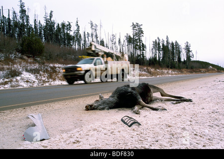 Roadkill carcassa di alci Vacca (Alces americana) ucciso da un veicolo su una strada in inverno in British Columbia Canada Foto Stock