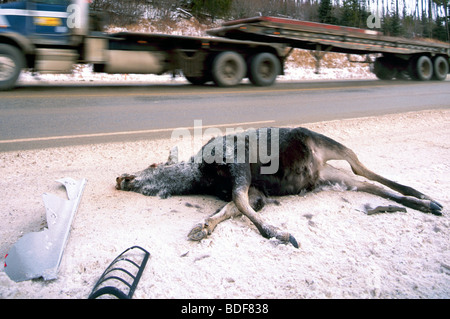 Roadkill carcassa di alci Vacca (Alces americana) ucciso da un veicolo su una strada in inverno in British Columbia Canada Foto Stock