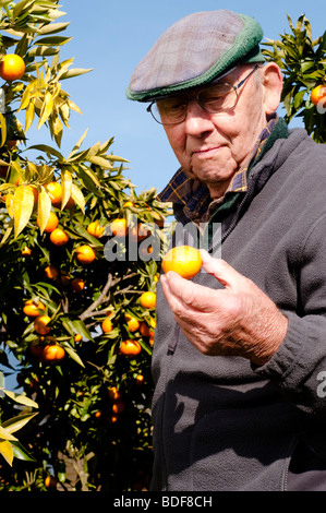 Senior man picking limone di alberi da frutto Foto Stock