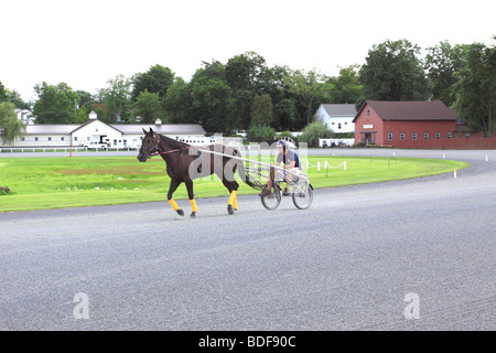 Cablaggio del cavallo da corsa essendo addestrato, storica pista, Gosen, NY Foto Stock