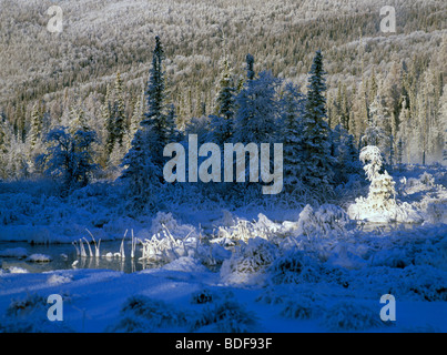 Impostazione di inverno smerigliato di alberi in un caldo Marsh nel fiume Liard Hot Springs Parco provinciale nel nord della Columbia britannica in Canada Foto Stock