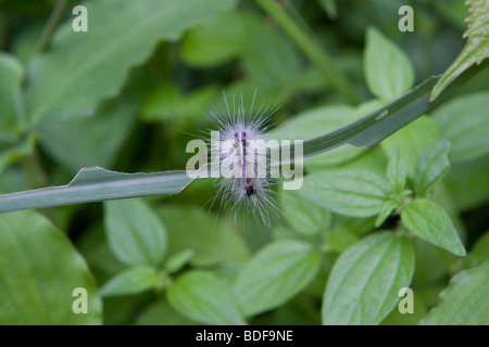 Caterpillar pelose si blocca su una foglia Foto Stock