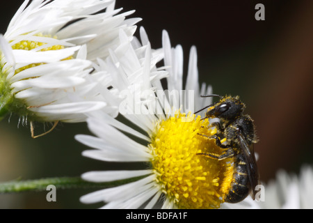 Heriades truncorum, una piccola wild bee. Questa donna è che trasportano il polline e feed su un fleabane daisy (Erigeron) Foto Stock