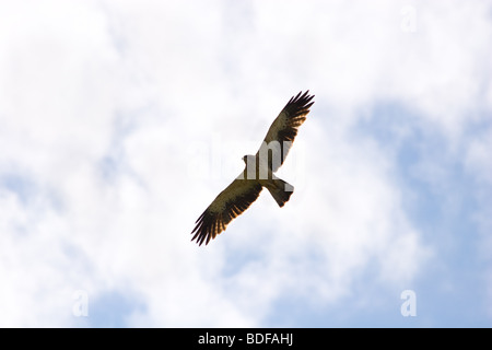 L'uccello vola nel cielo. La poiana (Buteo buteo) è un mezzo di grande rapace. Foto Stock