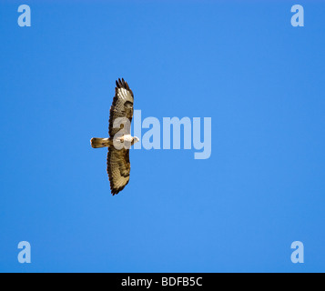 L'uccello vola nel cielo. La poiana (Buteo buteo) è un mezzo di grande rapace. Foto Stock