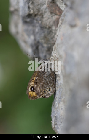 Grande parete marrone Lasiommata maera Foto Stock