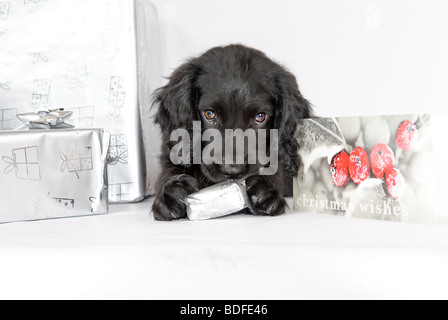 Dieci settimane vecchio Cocker Spaniel cucciolo Foto Stock