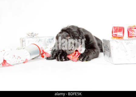 Biglietto Auguri A5 'Good Luck New Job' Con Cocker Spaniel | Fumetto Thelwell, Busta Inclusa - 2