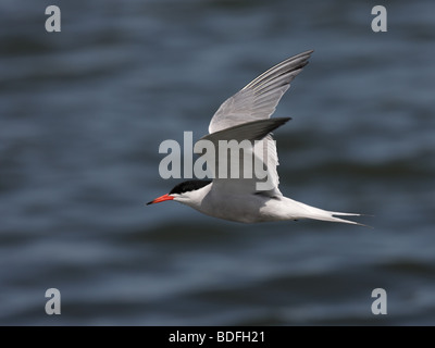 Tern comune, in volo su acqua Foto Stock