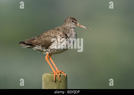 Alert Redshank appollaiato sul palo da recinzione Foto Stock