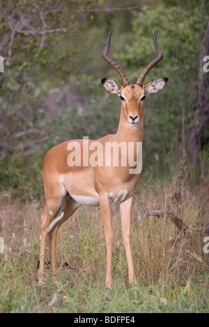 Bull maschio Impala. Parco Nazionale Kruger. Sud Africa Foto Stock