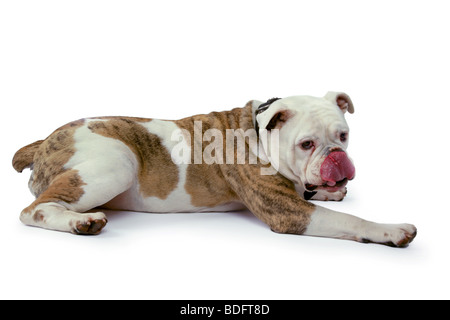 Bulldog inglese (Canis lupus f. familiaris), giacente sul terreno leccare presso il suo naso Foto Stock