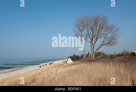 Costa di Ahrenshoop, Fischland, Mar Baltico, Bodden Costa, Meclemburgo-Pomerania Occidentale, Germania, Europa Foto Stock