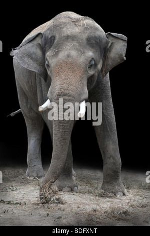 Giovane elefante Asiatico mangiare vegetazioni su uno sfondo scuro Foto Stock