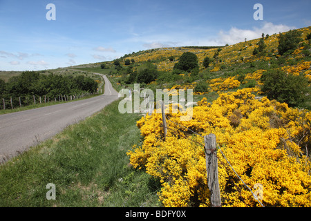 Fioritura di Ginestra a fianco della D35 Road Cevennes Parco Nazionale di Francia con un deambulatore a distanza Foto Stock