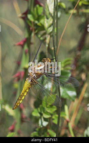 Immaturo Broad-Bodied Chaser Dragonfly Libellula depressa Foto Stock