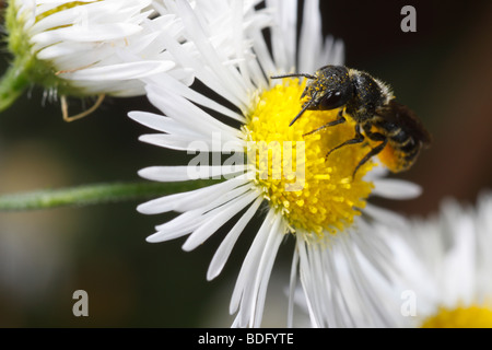 Heriades truncorum, una piccola wild bee. Questa donna è che trasportano il polline e feed su un fleabane daisy (Erigeron) Foto Stock