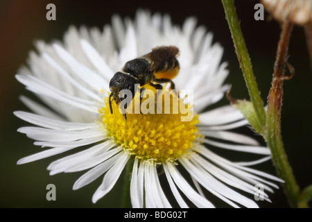 Heriades truncorum, una piccola wild bee. Questa donna è che trasportano il polline e feed su un fleabane daisy (Erigeron) Foto Stock