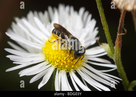 Heriades truncorum, una piccola wild bee. Questa donna è che trasportano il polline e feed su un fleabane daisy (Erigeron) Foto Stock