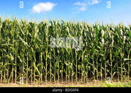 Cornfield durante la giornata soleggiata con cielo blu e nuvole Foto Stock