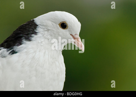 Bianco piccione post Foto Stock