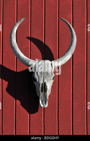 Cranio di Bull su un rosso Sfondo legno Foto Stock