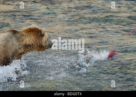 Orso bruno o orso grizzly, Ursus arctos horribilis, salmone di caccia Foto Stock