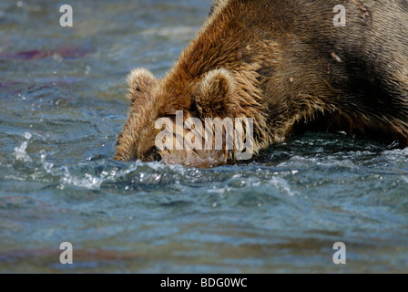 Orso bruno (orso grizzly) Ursus arctos horribilis, testa in acqua alla ricerca di salmone. Primo in sequenza con immagine # BDG0WJ Foto Stock