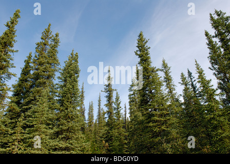 La Taiga, Parco Nazionale di Denali, Alaska Foto Stock