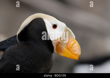 Tufted puffini, Fratercula cirrhata, close-up Foto Stock