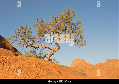 Rocce di granito nella luce della sera presso la montagna Spitzkoppe, Namibia, Africa Foto Stock