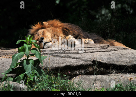 Maschio di leone poggiante sulla roccia Foto Stock