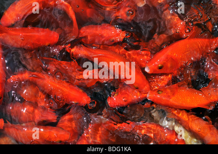 Goldfish nuotare in un stagno Foto Stock