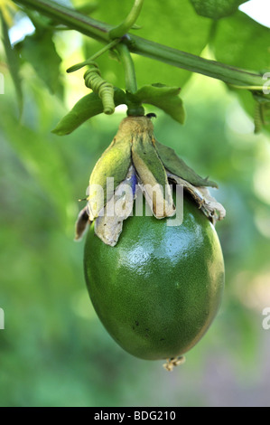 Frutto della Winged-stelo fiore della passione (Passiflora alata), maracuja Foto Stock