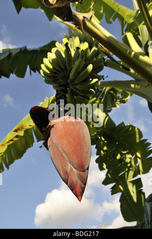 Infiorescenza con frutta di un albero di banana (Musa acuminata) Foto Stock