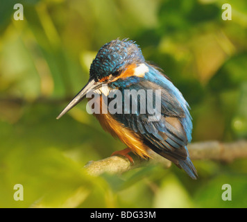 Re Fisher bird seduto su un ramo di albero Foto Stock