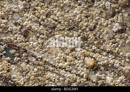 Cirripedi e patelle su roccia Foto Stock