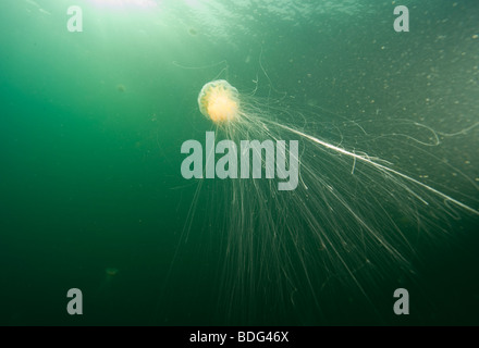 Le meduse, i Lions mane, Cyanea capilata Foto Stock