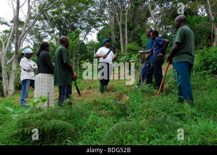 Il rimboschimento della foresta pluviale sulla Irente farm, in Usambara Mountains, Tanzania Africa Foto Stock