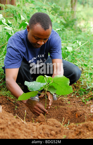 Uomo di piantare un albero, il rimboschimento della foresta pluviale sulla fattoria Irente nelle montagne di Usambara, Tanzania Africa Foto Stock