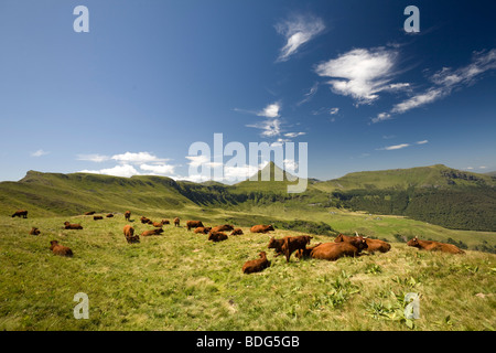 Summering di mucche di razza Salers su Cantal pascoli (Francia). Vaches de razza Salers à l'estive dans les Monts du Cantal. Foto Stock