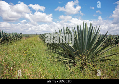 Sisal plantation in Tanzania, Africa Foto Stock