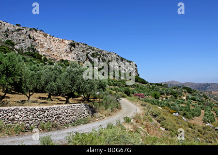 Terrazze di oliva nei pressi di Anogia, Psiloritis montagne, Creta, Grecia, Europa Foto Stock